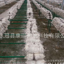食用菌菌種產(chǎn)業(yè)鏈探析 加工價格、批發(fā)市場、廠家與進(jìn)出口貿(mào)易